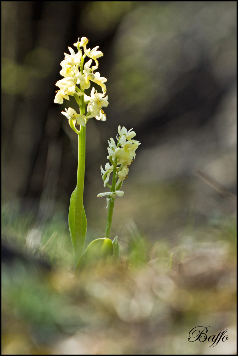 Orchis pallens